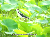 富平齊村鎮：夏日荷香新街子 引來遠客樂棲居