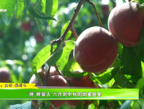 “桃”醉留古 六月到中秋的甜蜜盛宴