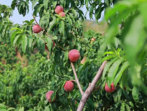 富平石科村檀山“御”桃熟了
