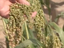 習(xí)語丨“中國人要把飯碗端在自己手里”