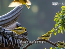 AI短視頻｜愛鳥護鳥，和諧共生