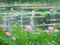 碧浪紅云入畫來