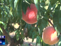 【瞰華州】華州區赤水鎮遇仙村：鮮桃綴滿枝  果農喜開顏