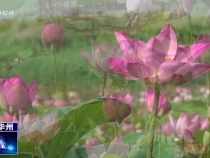【瞰華州】仲夏荷韻 邂逅如詩浪漫