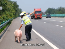 “二師兄”高速公路“出逃” 渭南高速交警快速處置除隱患