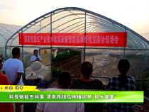 科技賦能田間事 渭南西甜瓜種植迎來“技術盛宴“”