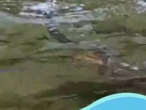 聯(lián)播+｜萬(wàn)物共生 中國(guó)主張