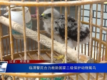 臨渭警民合力救助國家二級(jí)保護(hù)動(dòng)物鵟鳥