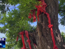 瞰華州：七百年古槐見證歲月變遷