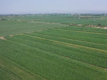 渭南二黃灌區：打好夏灌“主動仗” 水潤農田促增產