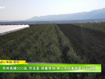 華州高塘500畝“恐龍蛋”甜蜜登場 果沁農莊奏響夏日豐收曲