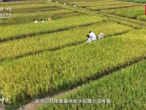【牢記囑托·看見美好中國】培育良種“中國芯” 端牢中國飯碗