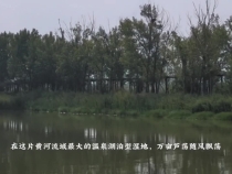 大河奔涌萬(wàn)象新 _ 黃河洽川濕地：在萬(wàn)畝蘆蕩下看見綠水青山