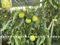 大河奔涌萬(wàn)象新 _ 黃河畔的“智慧果”！大荔冬棗甜了舌尖富了民