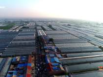 【國家現(xiàn)代農(nóng)業(yè)產(chǎn)業(yè)園如何打造超級(jí)區(qū)域IP】數(shù)字賦能 全鏈融合 大荔冬棗產(chǎn)業(yè)升級(jí)的“密碼”

】