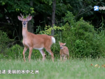 第一視點(diǎn)丨對(duì)良渚遺址的保護(hù) 習(xí)近平同志傾注心血