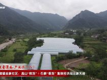 華州區(qū)金堆鎮(zhèn)金新社區(qū)：高山“鮮貨”＋石磨“香貨” 集體經(jīng)濟(jì)闖出新天地