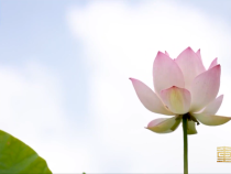 重磅微視頻丨綠水青山間的壯麗答卷