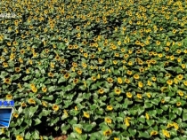 臨渭區橋南鎮：百畝葵花朵朵開  隨風搖曳向陽長