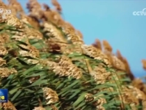 感知生態之變丨山水工程繪就1.2億畝生態新畫卷