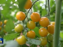 高原啟新程 雪域譜華章