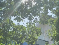 節(jié)氣說交安之處暑