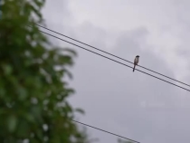 跨越山海的飛虎情誼