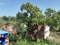 瞰華州：柳枝鎮張橋村鈔家河組七百年古槐   歲月沉淀傳奇