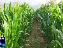 瞰華州：清風拂過 醉賞玉米千重綠