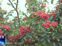 【瞰華州】花椒獲豐收  椒農采摘忙