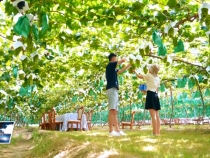 臨渭葡萄品牌升級(jí)戰(zhàn)略啟動(dòng)  邁向產(chǎn)業(yè)振興新階段