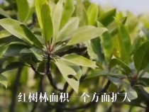 中國海上綠色“長城”，見證綠色發展的深刻革命