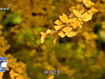 【健康臨渭】秋分養(yǎng)生需注意  醫(yī)生支招護(hù)健康