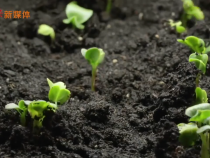 習近平的鄉土情緣