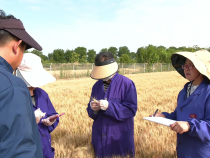 高民俠：田間的“匠心守望者”