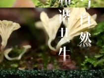 走進(jìn)福建武夷山