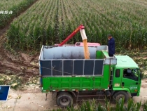 臨渭區：“搶”回秋糧保歸倉