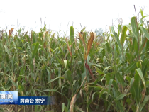 緊盯秋收保歸倉 筑牢堤防強治理 王心赴潼關縣調研