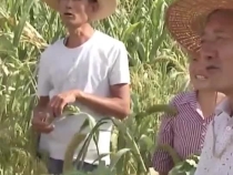 時習之｜糧食安全：習近平心中的頭等大事