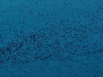 黃河入海口驚現(xiàn)“鳥浪”，猶如巨鯨騰空、鯤鵬展翅