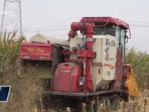 臨渭區：雨歇搶收忙 秋糧保歸倉