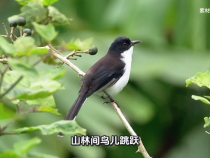 短視頻｜保護鳥類 愛護鳥類