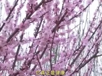 領航中國式現代化｜建設美麗中國