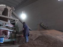 一線直擊：搶收搶烘聯(lián)動(dòng)  秋糧顆粒歸倉