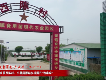 【千萬工程看渭南·產業興】蒲城縣陳莊鎮西陳村：小菌菇撐起鄉村振興“致富傘”