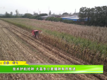 技術護航搶種 大荔冬小麥播種有序推進