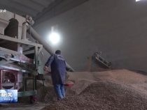 一線直擊：搶收搶烘聯動 秋糧顆粒歸倉