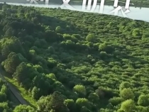 走進大興安嶺，見證生態興文明興的力量