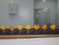 小鄉村的大“柿”業