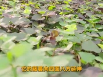 APEC里的中國智慧